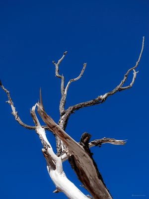 GALHOS NO AZUL DO CÉU