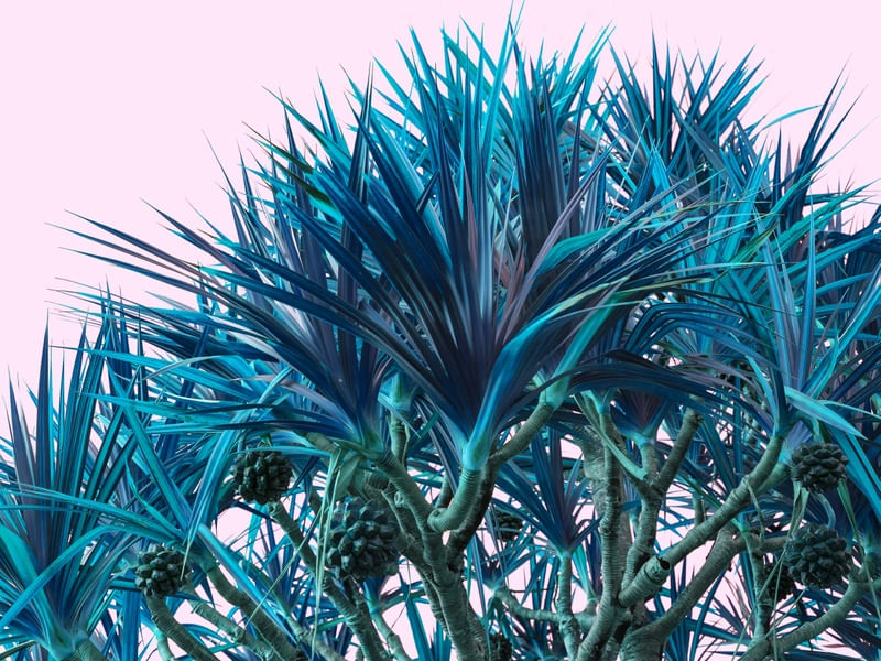 TROPICALIA BRASILEIRA