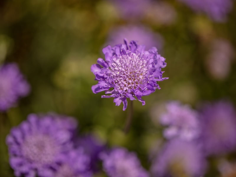PURPLE 1