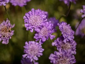 LILAS 2