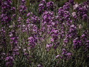 FLOR DO CAMPO LILAS