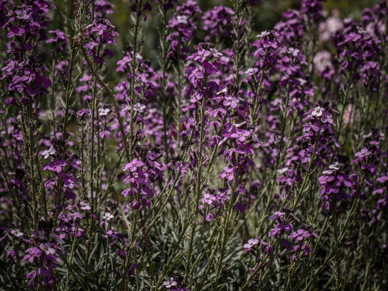 FLOR DO CAMPO LILAS