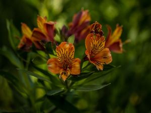 A BIT ORANGE