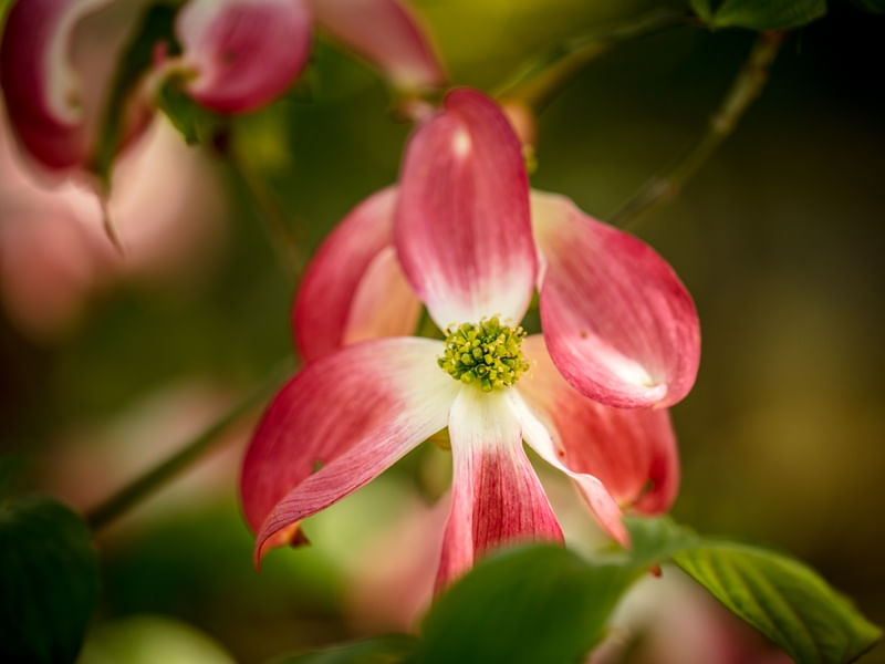 FLOWER ESSENCE