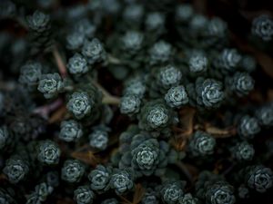 TINY FLOWER
