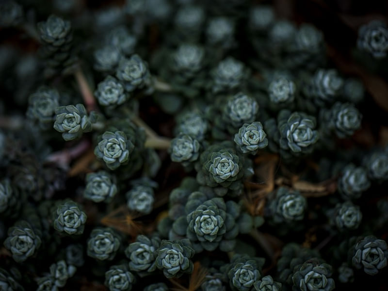 TINY FLOWER