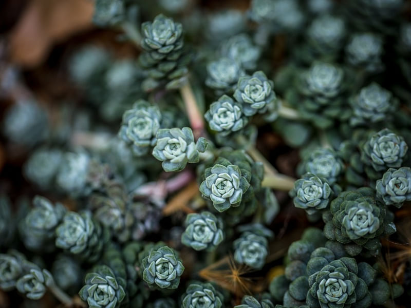 TINY FLOWER 2