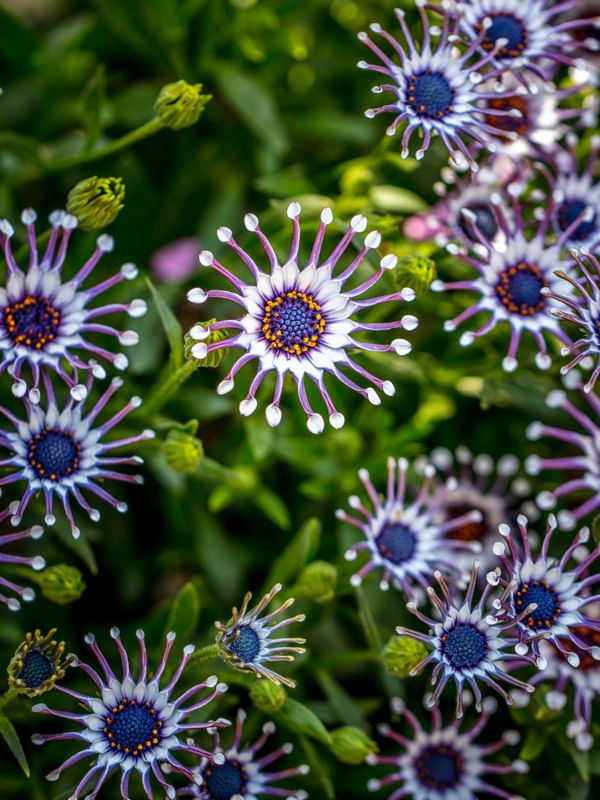 DESCANSO GARDENS