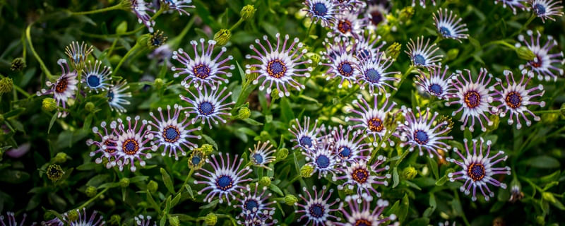 HAPPY FLOWER