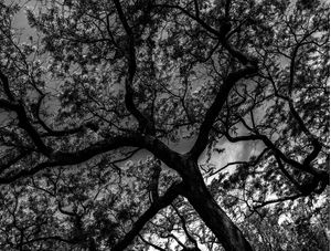 TREE PB