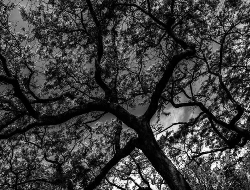 TREE PB