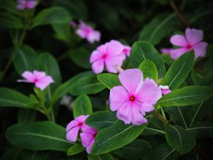 FLOR - IMG20191996 EX PS