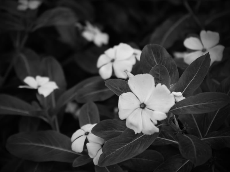 FLOR - IMG20191997 EX PS