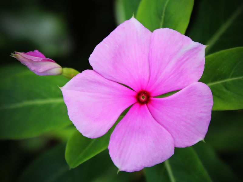 FLOR - IMG20192001 EX PS