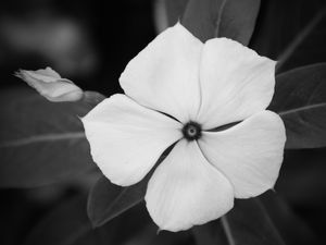 FLOR - IMG20192002 EX PB PS