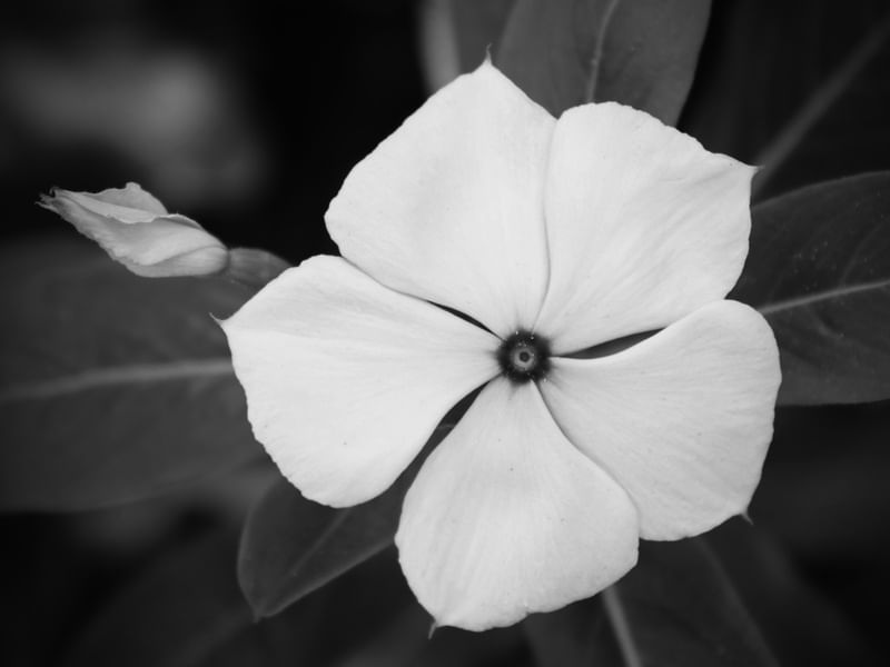 FLOR - IMG20192002 EX PB PS
