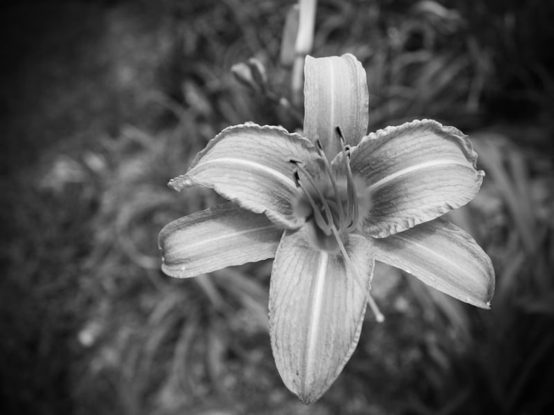 FLOR - IMG20192018 EX PB PS