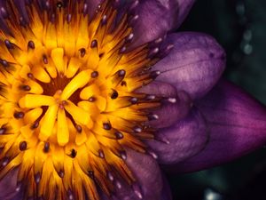 PURPLE QUEEN