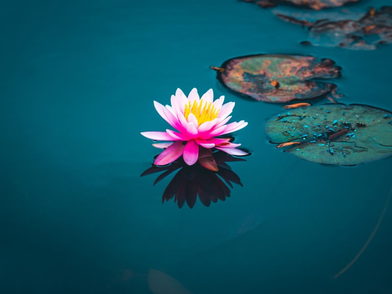FLOR DE LÓTUS