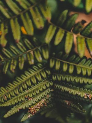 ESCADA DE FOLHAS (III)