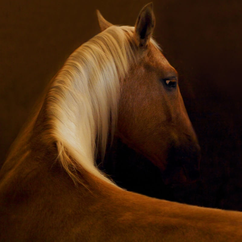 CAVALO DOURADO