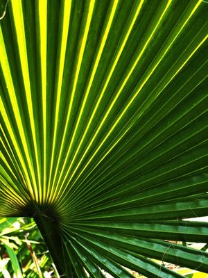 FOLHA VERDE {DIREITA}