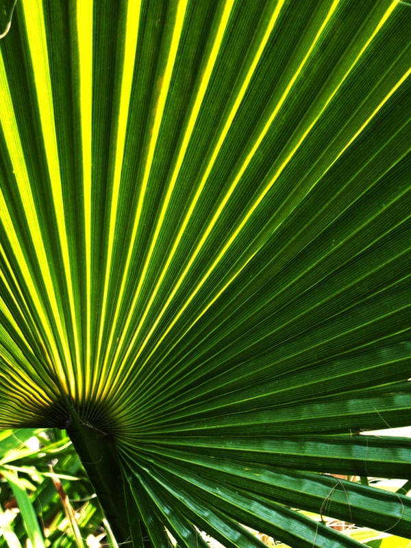 FOLHA VERDE {DIREITA}