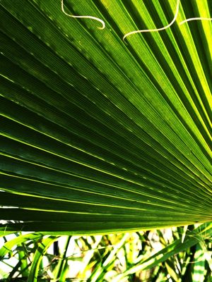 FOLHA VERDE {ESQUERDA}