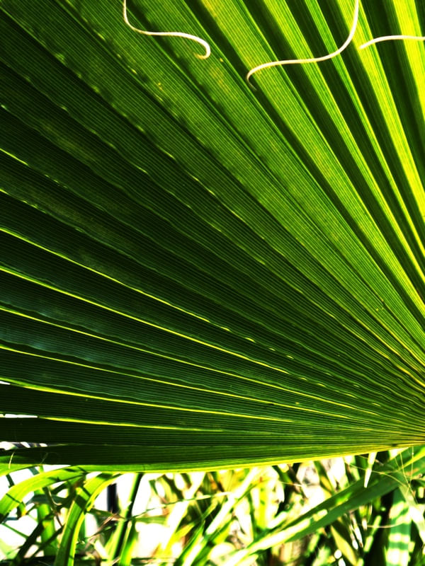 FOLHA VERDE {ESQUERDA}