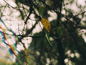 SOLITARY YEARS