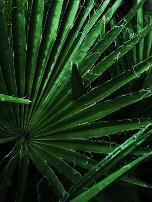 FOLHAS DA NATUREZA {DIREITA}
