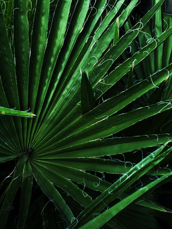 FOLHAS DA NATUREZA {DIREITA}