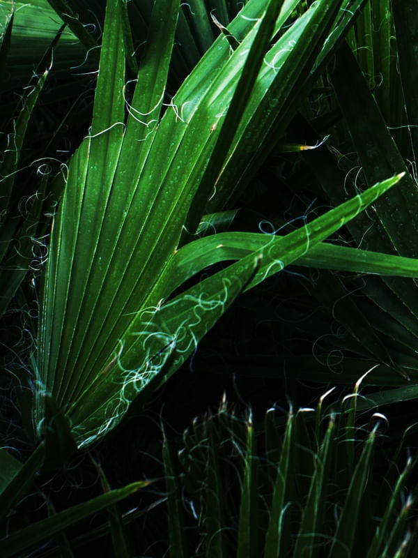 FOLHAS DA NATUREZA {ESQUERDA}