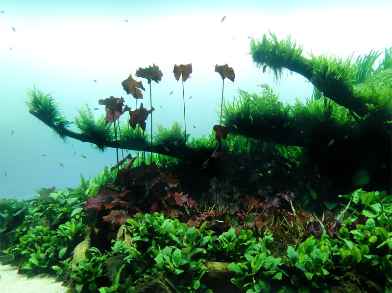 OCEANARIO 02