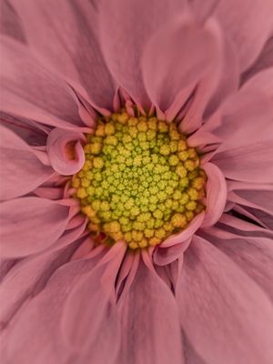 UMA FLOR ROSA DA COR DE AMOR
