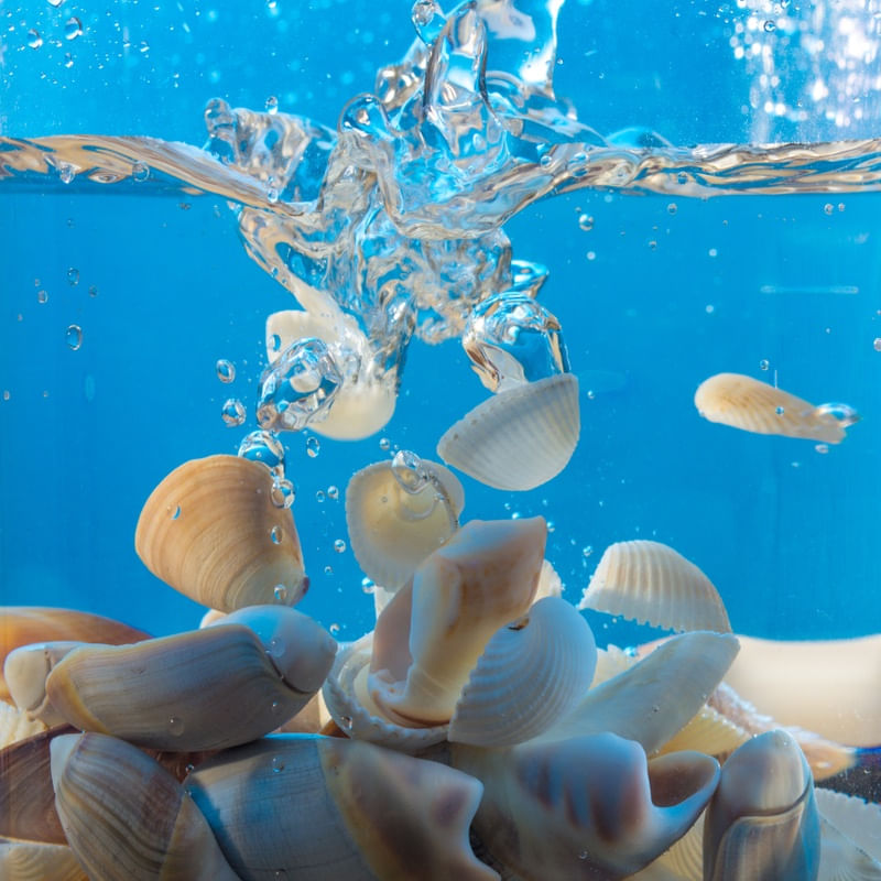 SHELL CITY 1