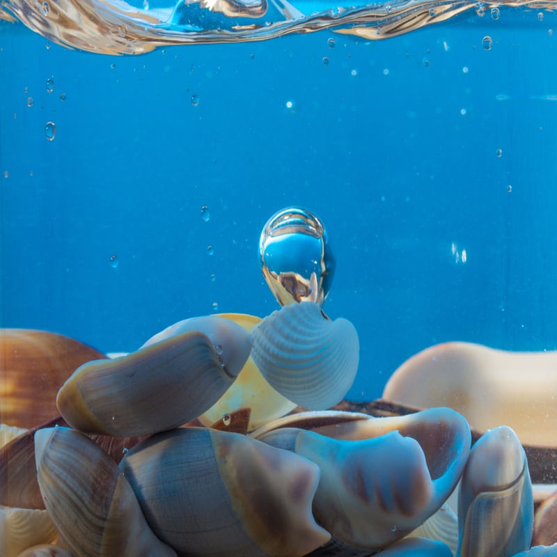SHELL CITY 2