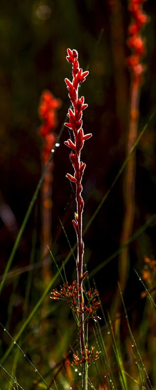 GALHO VERMELHO