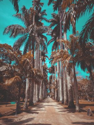 CAMINHO - PALMEIRAS IMPERIAIS NO JARDIM BOTÂNICO - RIO DE JANEIRO