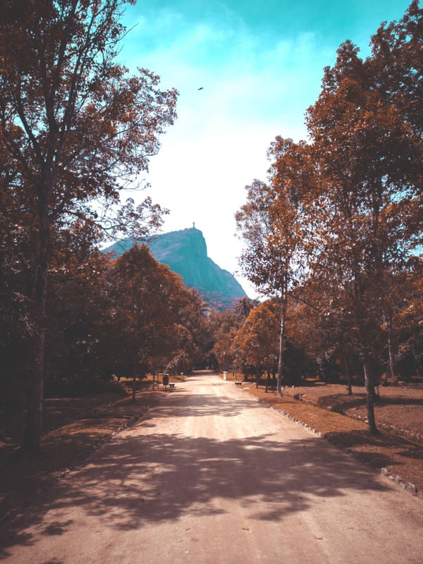 CAMINHO NO JARDIM BOTÂNICO - RIO DE JANEIRO