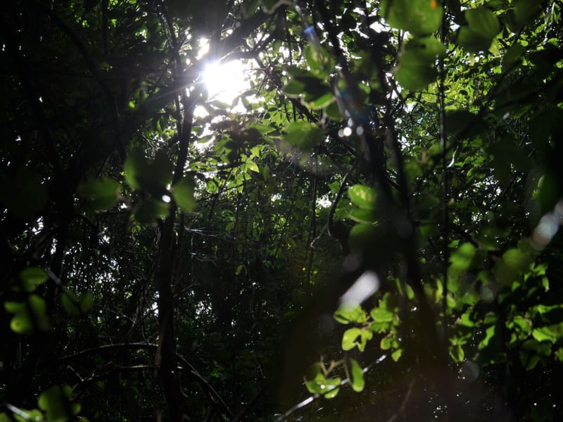 LUZ NATUREZA