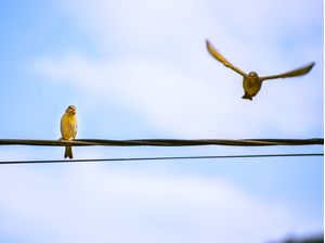 VOO E PAZ