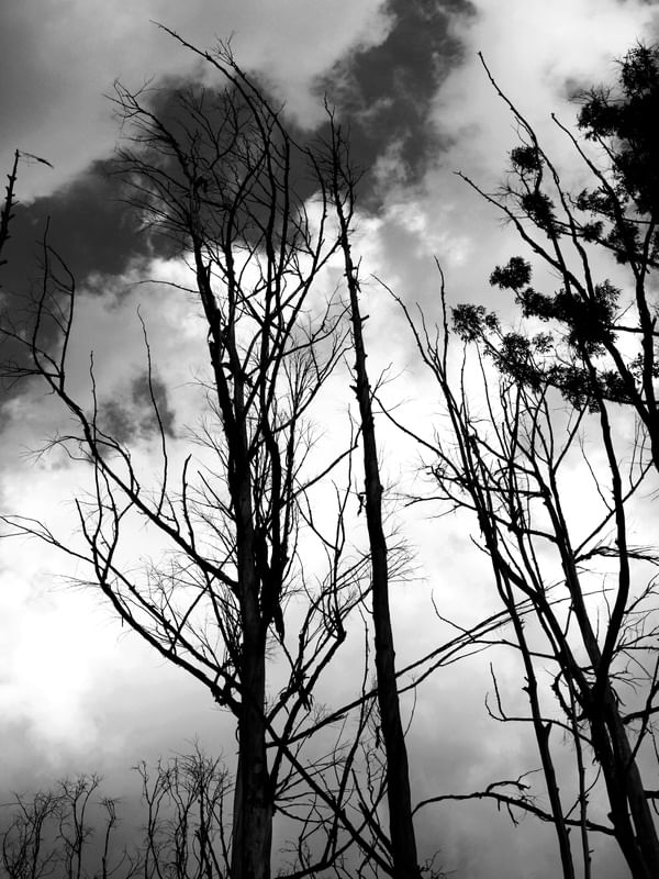 NORWEGIAN WOOD