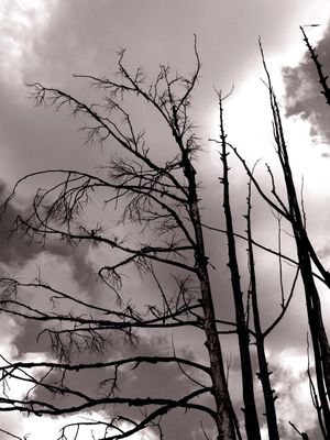 SILENT FOREST