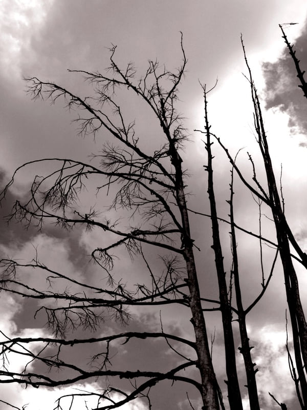 SILENT FOREST