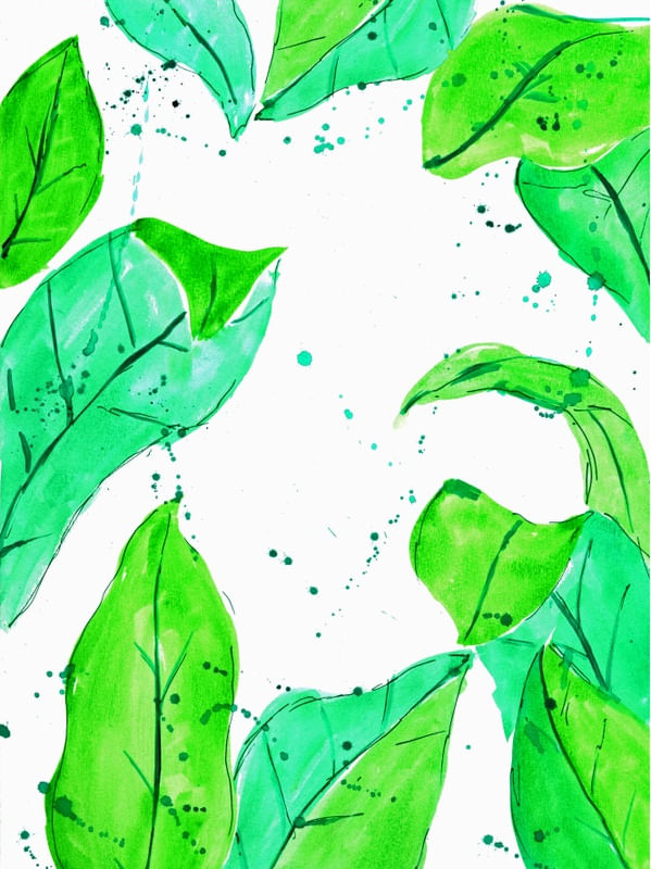 RAIN FOREST GREENS