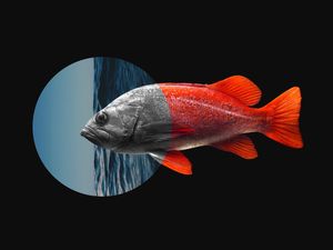 PEIXE FORA D'ÁGUA (P)
