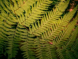 FOLHAGEM SILVESTRE_EM