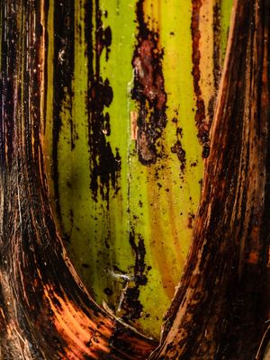 TRONCO DE BANANEIRA