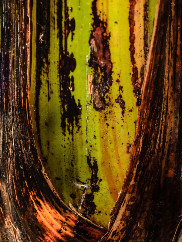 TRONCO DE BANANEIRA